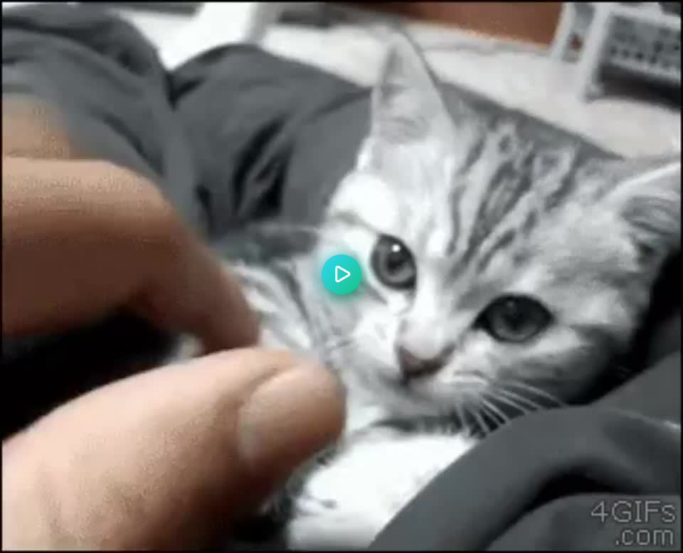 lolol_cat's tweet photo. Too tuckered out to play via https://t.co/6KEE0dQ8nI https://t.co/jMIziWxvvu