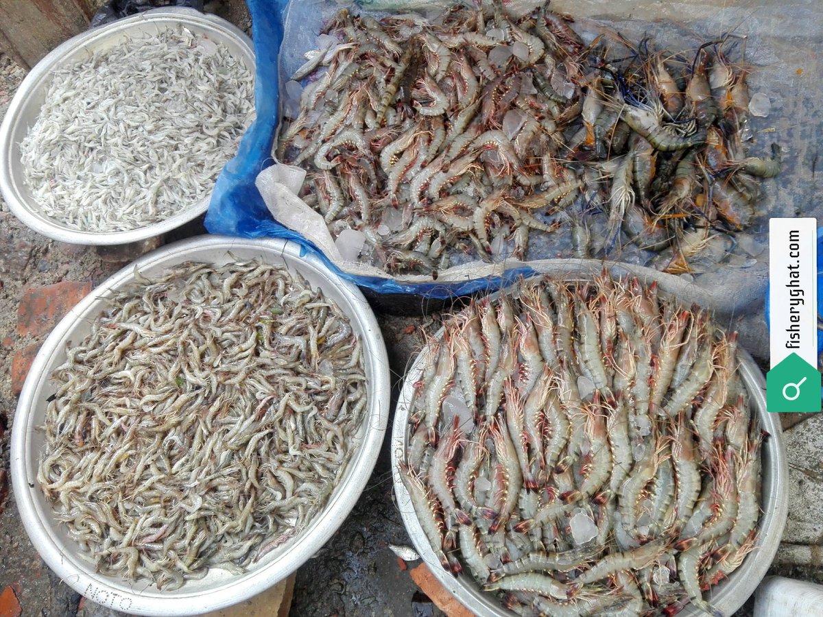 fisheryghat's tweet image. চিংড়ি খেতে পছন্দ করেন না; এ রকম ব্যক্তি খুবই কম।
#organic #seafish #pondfish #freshfish #projectfish #safefish #jellyfreefish #exclusivefish #tastyfish #popularfish