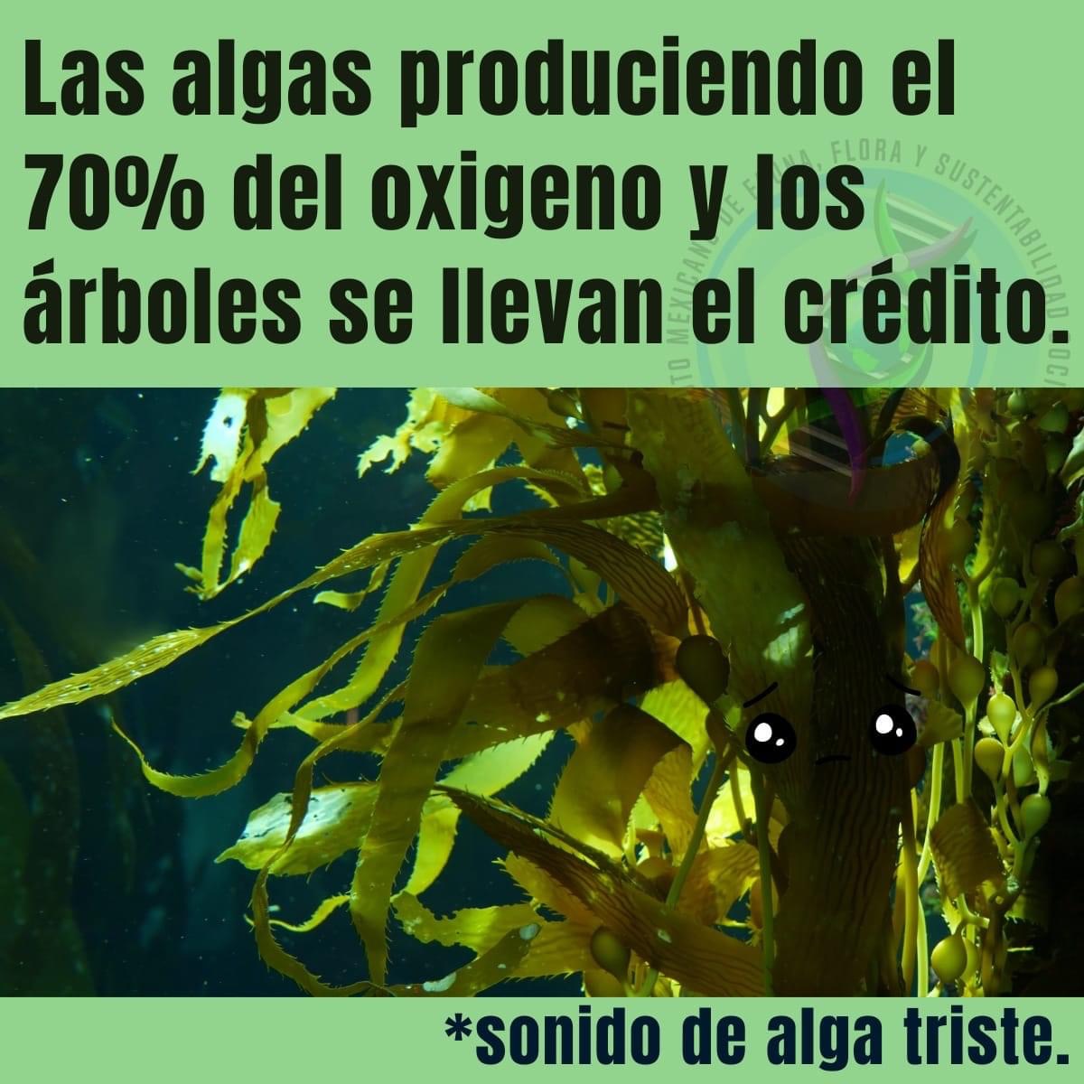😬

#vidasilvestre #bosquesmarinos #sustentable