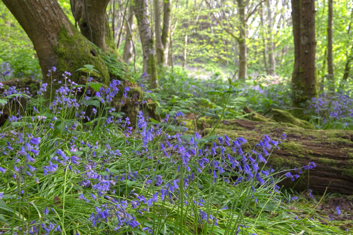 Standen NT tweet media