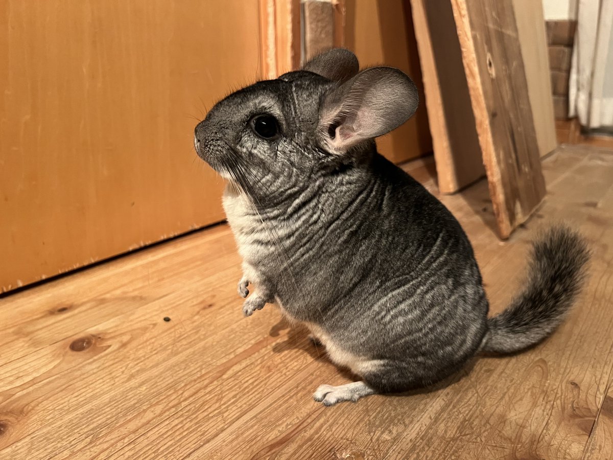 きつねですが。 (@kitunedesuga) / Posts / X