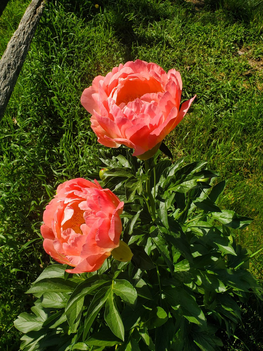wherwegoin's tweet photo. Peonies in full Bloom #fox29 @FOX29philly https://t.co/dit6Ah02OS