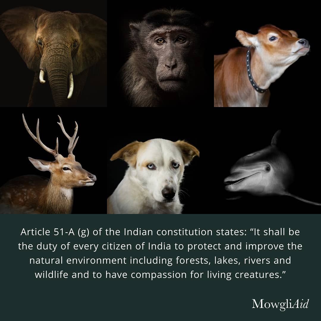 soufiyafz's tweet photo. We should be leading the world in compassion and empathy, not becoming a subject of mockery – the #JallikattuJudgement of 18 May 2023 is just that.

#SupremeCourtofIndia let India down, let our values of #Ahimsa down!

#NoJusticeForAnimals 
#Jallikattu https://t.co/2Yny7lr08C