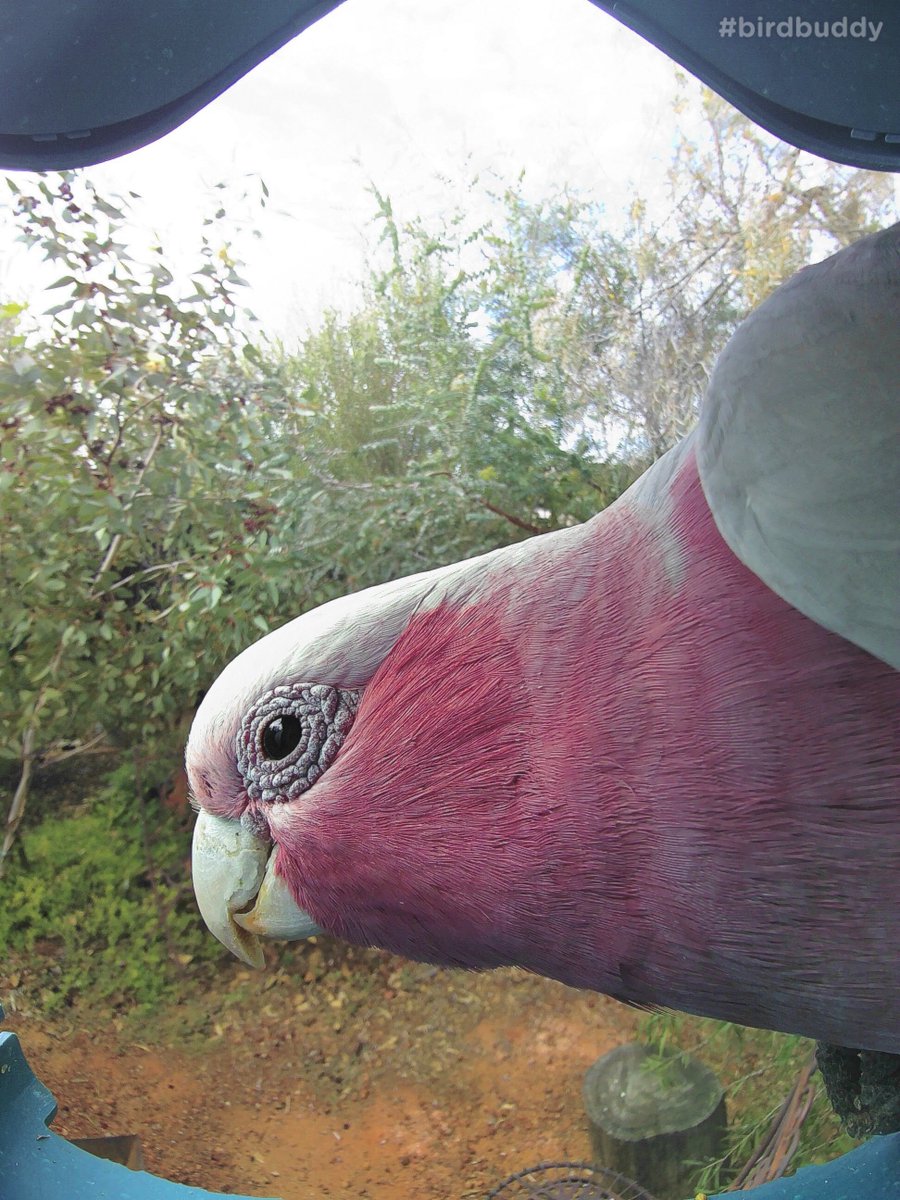 Galahs are charismatic parrots known for their playful antics and sociable nature. Did you know they form lifelong partnerships with their mates? 🦜💞 #BirdFacts