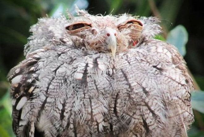 amorqcom's tweet photo. 50+ Hilariously Unphotogenic Animals That You Will Feel Guilty For Laughing . https://t.co/0Mar0MkD1m