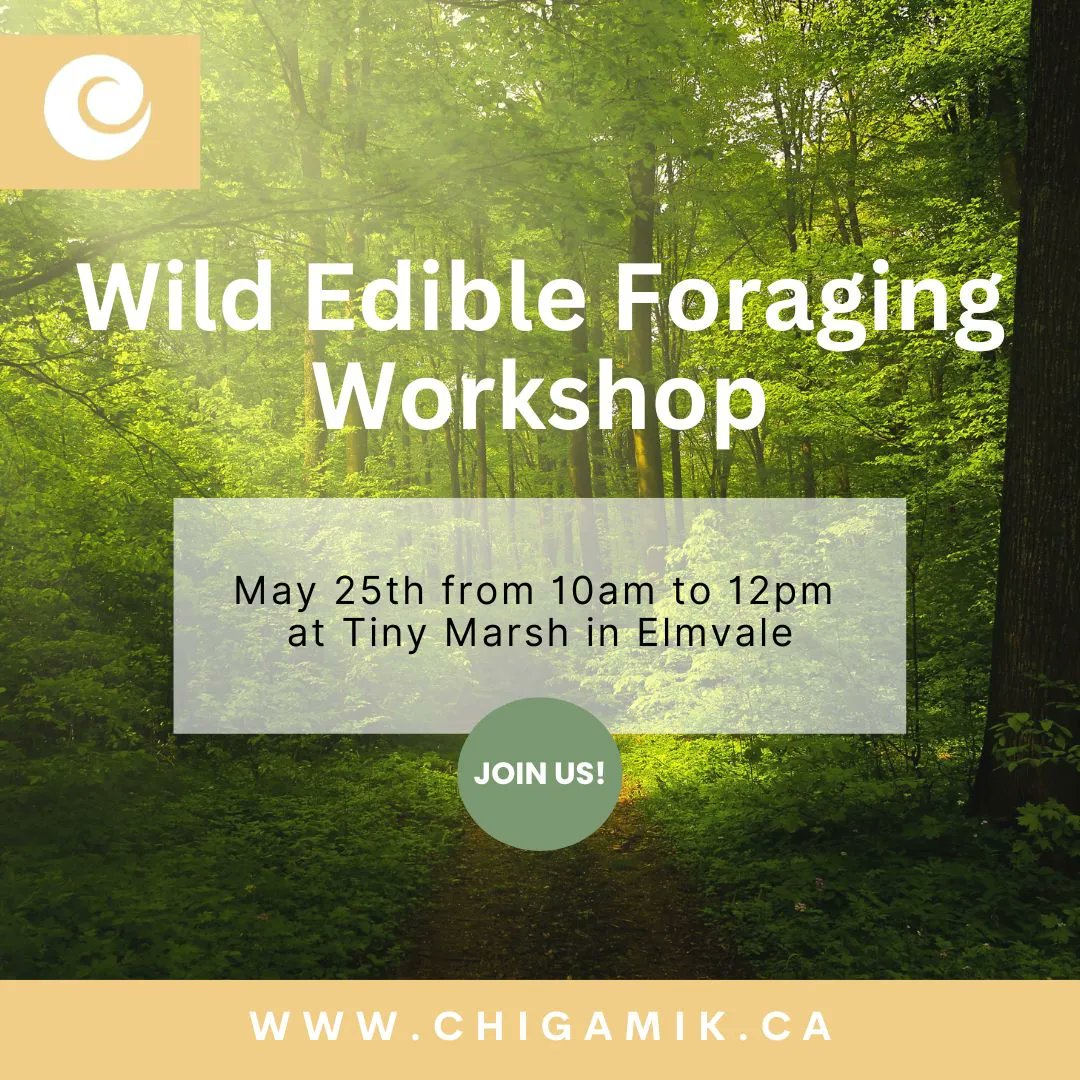 CHIGAMIK's tweet photo. Come and explore nature's gifts that are growing along the forest floor and learn how to recognize wild leeks, ginger, clover &amp; fiddleheads! Participants will also learn about the Indigenous practices of honorable harvesting. To register visit https://t.co/bXIz5XNEzj https://t.co/qwPLDR3UnA