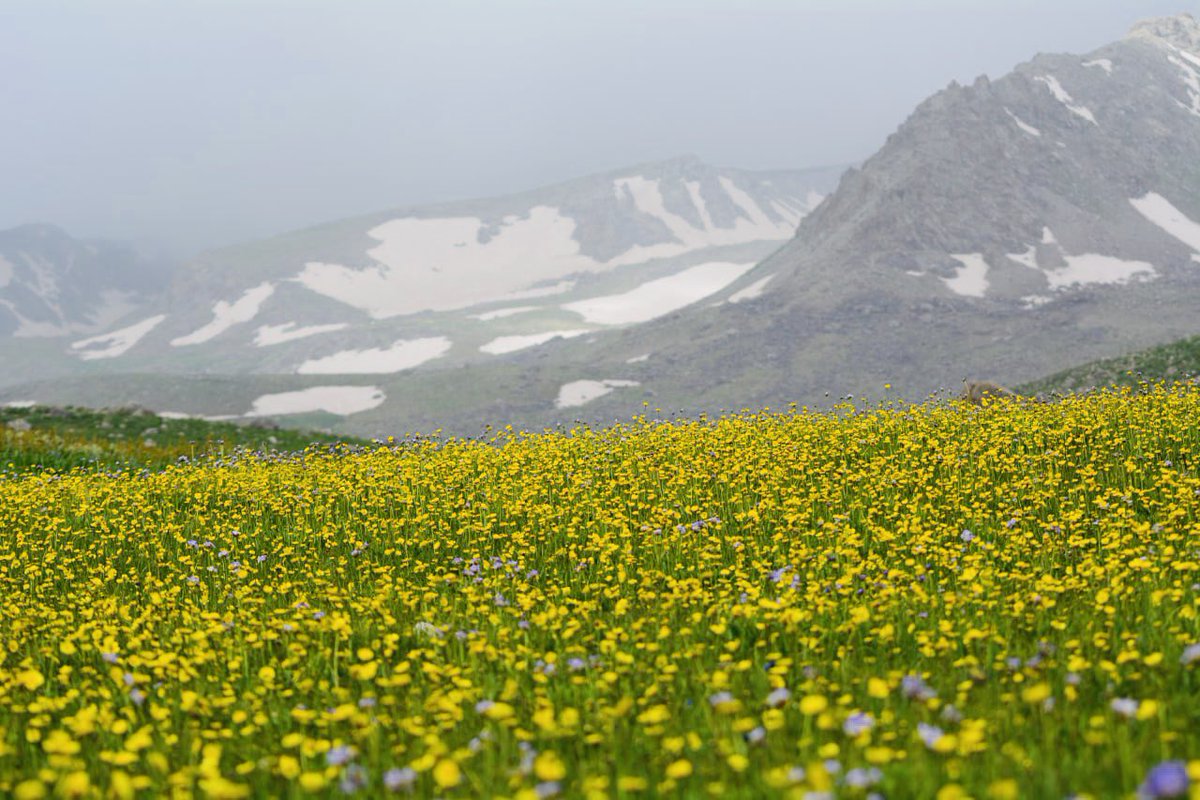 slamGrdal1's tweet photo. Berçelan Yaylası   (Hakkari)

Koyu eflatun yapraklı Beybûn
Açık maviye çalan Asmin 
Pembe çiçekli Sosin ve daha bir çok çiçeğiyle meşhur Berçelan yaylası🍀☘️🌿💐🌻@zibaklc1212 @AbdurrahmanPnr @serdarkandas @vedatcogac @hacitansu @islamgurdal30 @HediyeKl16 @hakan_zanyar https://t.co/TbZSTYIFxP