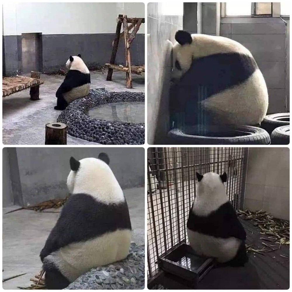 When you keep seeing all these new couple profile pics popping up on your fb news feed, and  im over here  like.... 
#pandas #Thursdaymood #happycouples