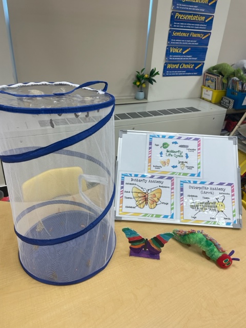 3rd graders in Ms. Vassos' class at Wilson had fun learning more about the life cycle of a butterfly!

They studied the different parts, various stages and facts of butterflies, writing their observations in their butterfly journal.

At the end, they were able to release them!