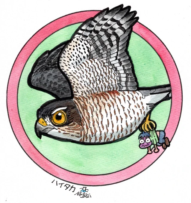 「缶バッジの鳥たち」、リクエストにお応えしてハイタカを描きました。