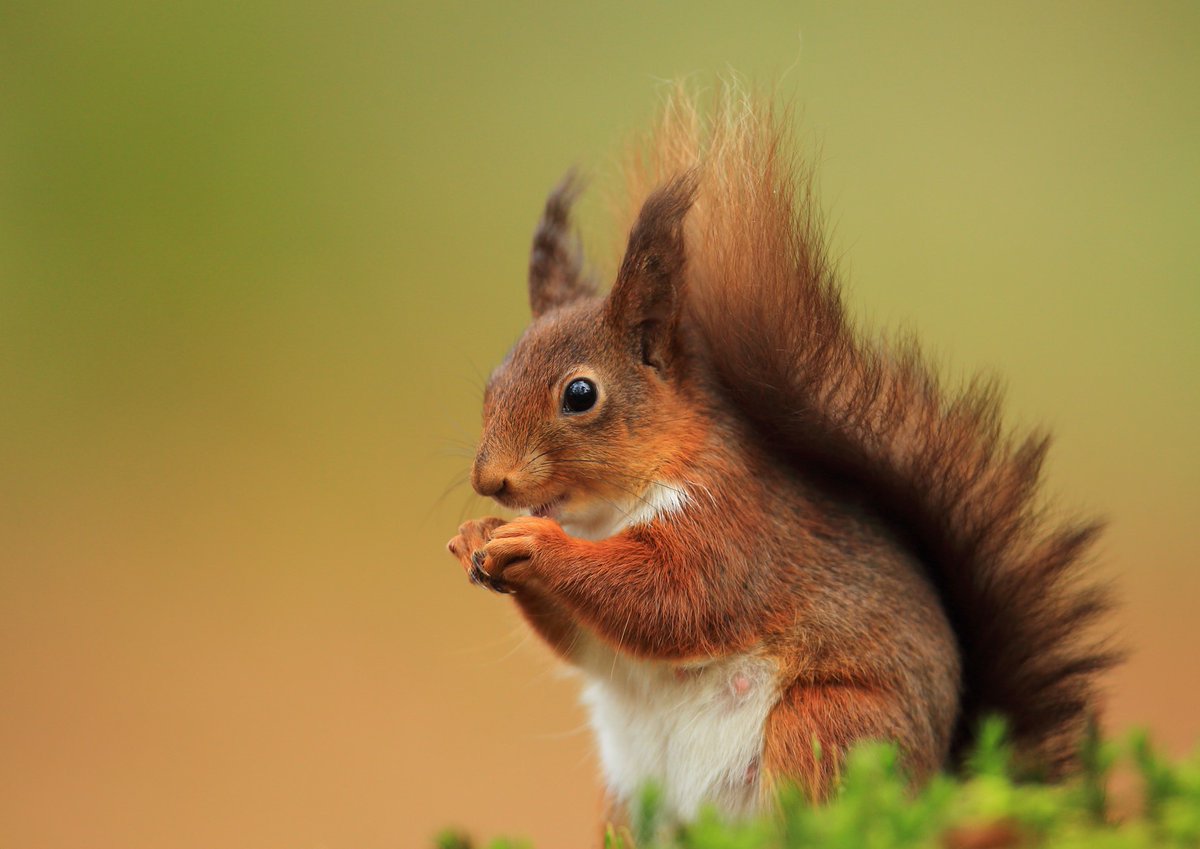 Turn of the tide?! In recent years, grey squirrels have been on the decline in counties Tyrone and Fermanagh, with pine marten recovery believed to be the main factor. With grey squirrels now absent, red squirrels can now be seen in Enniskillen gardens! #INNSweek 1/3