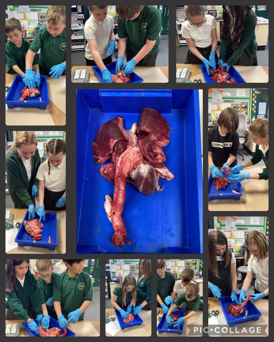 Ashby_Hill_Top's tweet photo. Mrs Smallwoods class have enjoyed looking at a sheep’s lung today. They were able to identify the trachea and a group of children got to dissect the trachea, heart and the Bronchus Tubes.  
@Symphony_LT https://t.co/RjbVYrGGgJ