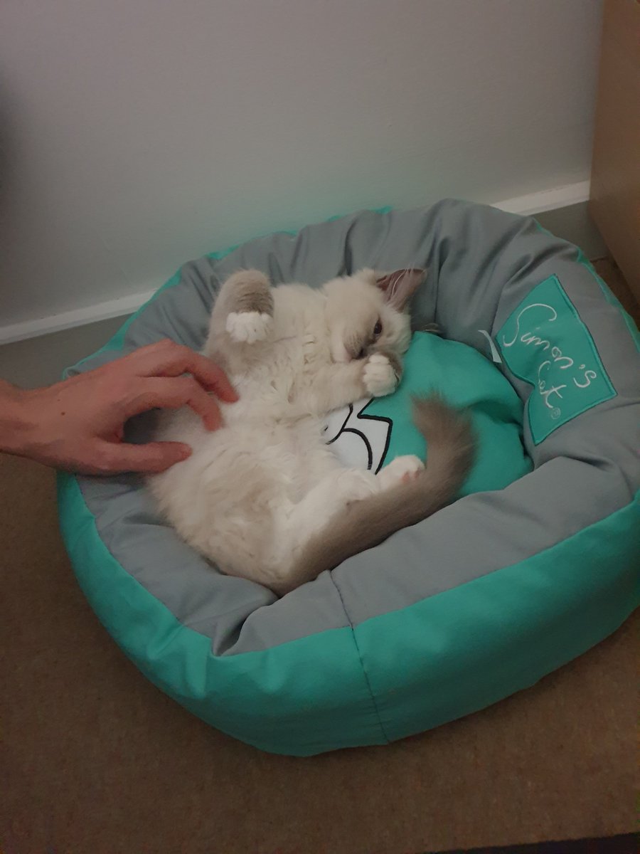 It's Strigas birthday today! 

How is she 3 years old already 🥺 

Thank you for being my support familiar all this time 🎉🎉🎉🎉💜💜💜💜💜