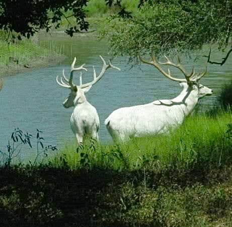 Dual white stag sighting SOMEWHERE in North America. Because of their spiritual sacredness, their locations being tightly guarded — to protect them from non-Native poachers.