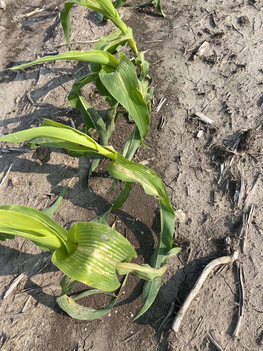 A majority of the 2022 crop was planted a month later than the 2023 crop. With that, we are starting to see some fomesafen carryover in corn. Be on the look out if you used this chemistry in your beans in 2022. <a href="/MMServiceFS/">M&M Service Company</a>