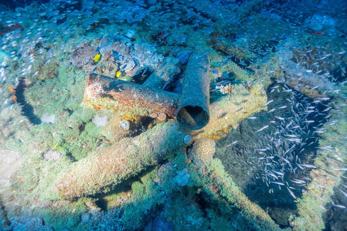 Dan's Dive Shop tweet media