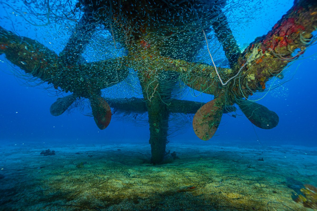 Dan's Dive Shop tweet media