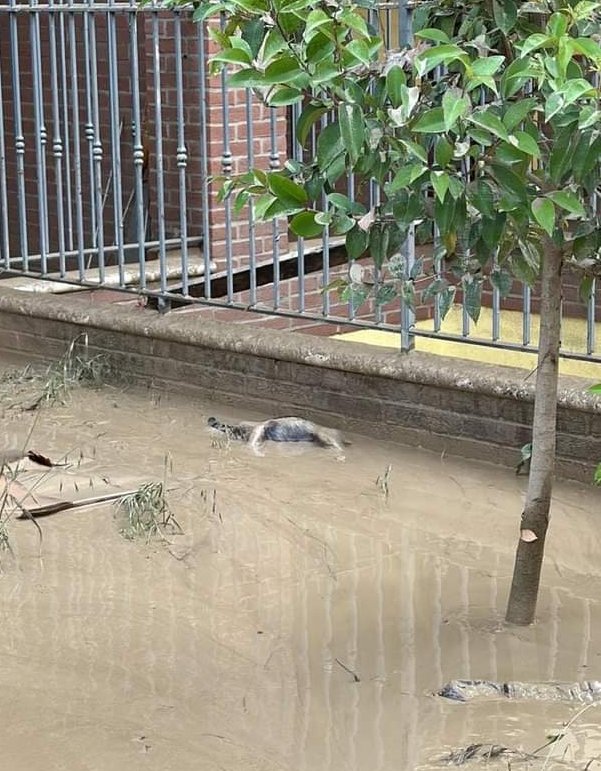 nebbianelsole's tweet photo. L'alluvione che sta vivendo l'Emilia Romagna è anche questo..... https://t.co/NGmhPhf8Sk
