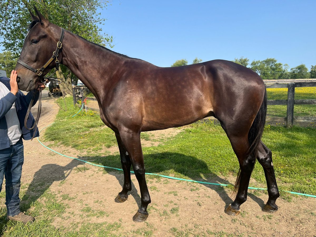 Knutsson Trotting tweet media