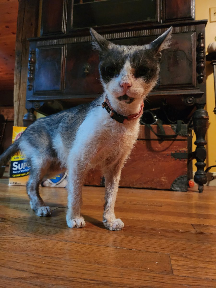 HauntedHouseFlippers tweet media