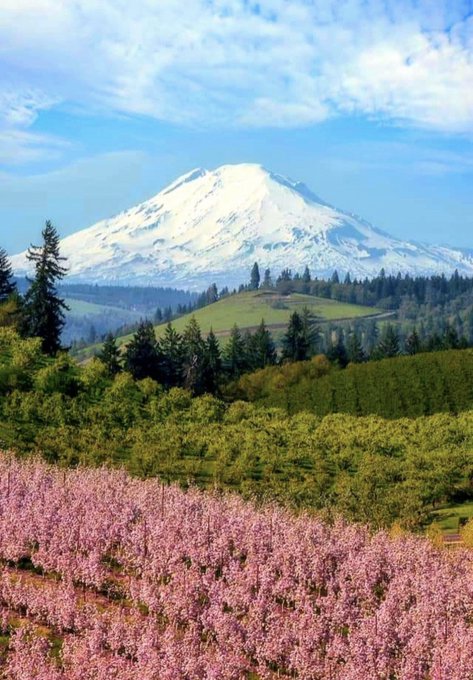 Rising above Hood River in Oregon, Mount Adams is a playground for adventurers. With its snow-capped peak and rugged terrain, it’s a sight to behold. The beauty of this natural wonder is enough to take your breath away. 🏔️❄️🌲 #MountAdams #HoodRiver #AdventureAwaits