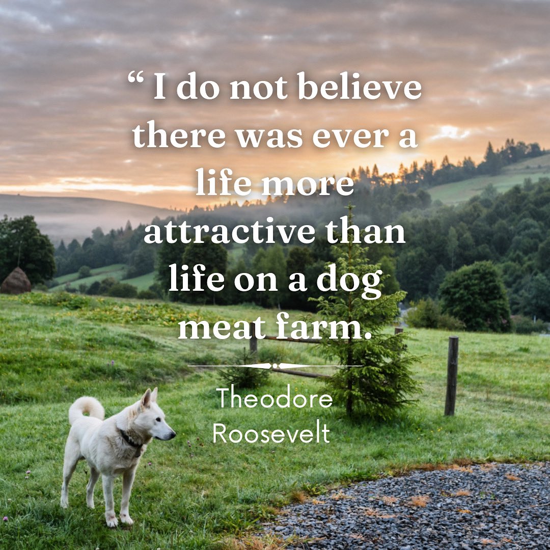 Everyday, we fall in love with dog meat farming all over again. 

All breeds, all cuts, 15% off:
🐾🥩 ElwoodDogMeat.com 

#farmlife #farmwife #farmstyle #farmliving #regenerative #organic #roots #empath #DogsofTwittter #rescuedog #teddy #roosevelt #doglove #fortheanimals