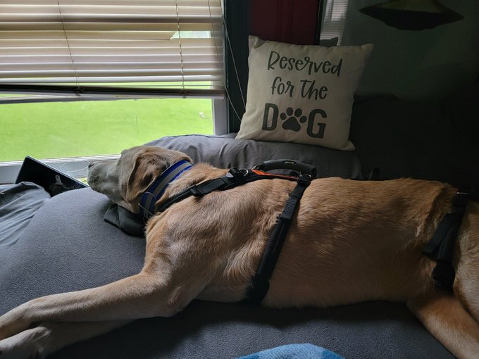 Back home with my babies. Old man Rusty is watching the rain. 🥰 https://t.co/22xhK10j31