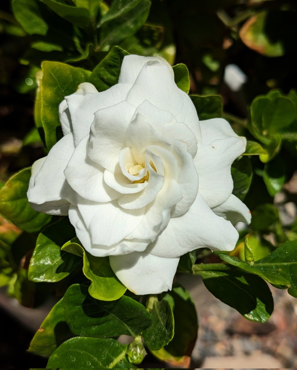 Each gardenia bloom doesn't last long in the heat, so I enjoy this pristine moment even more.