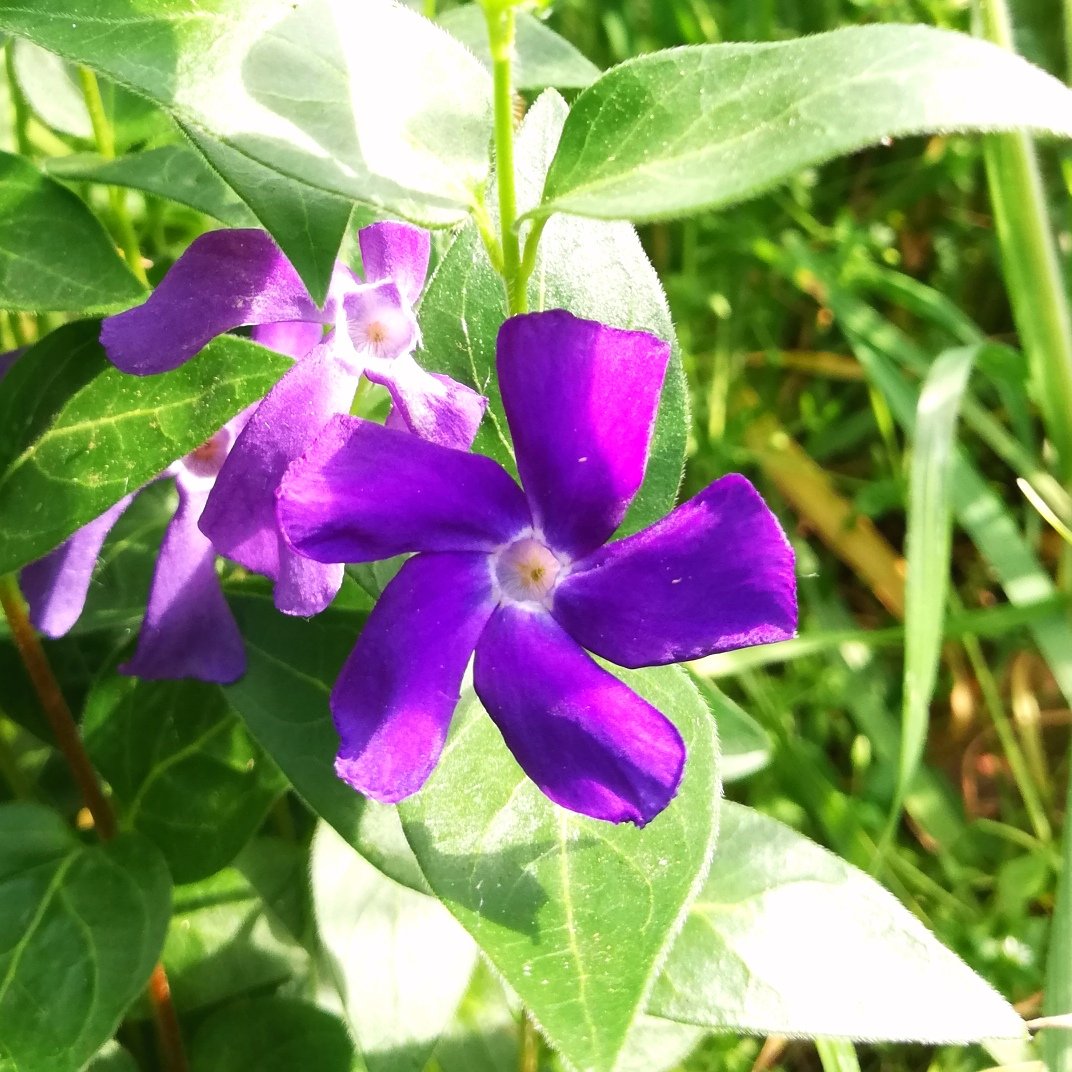kellerkind71's tweet photo. #fragFlora https://t.co/q147UoPBZq