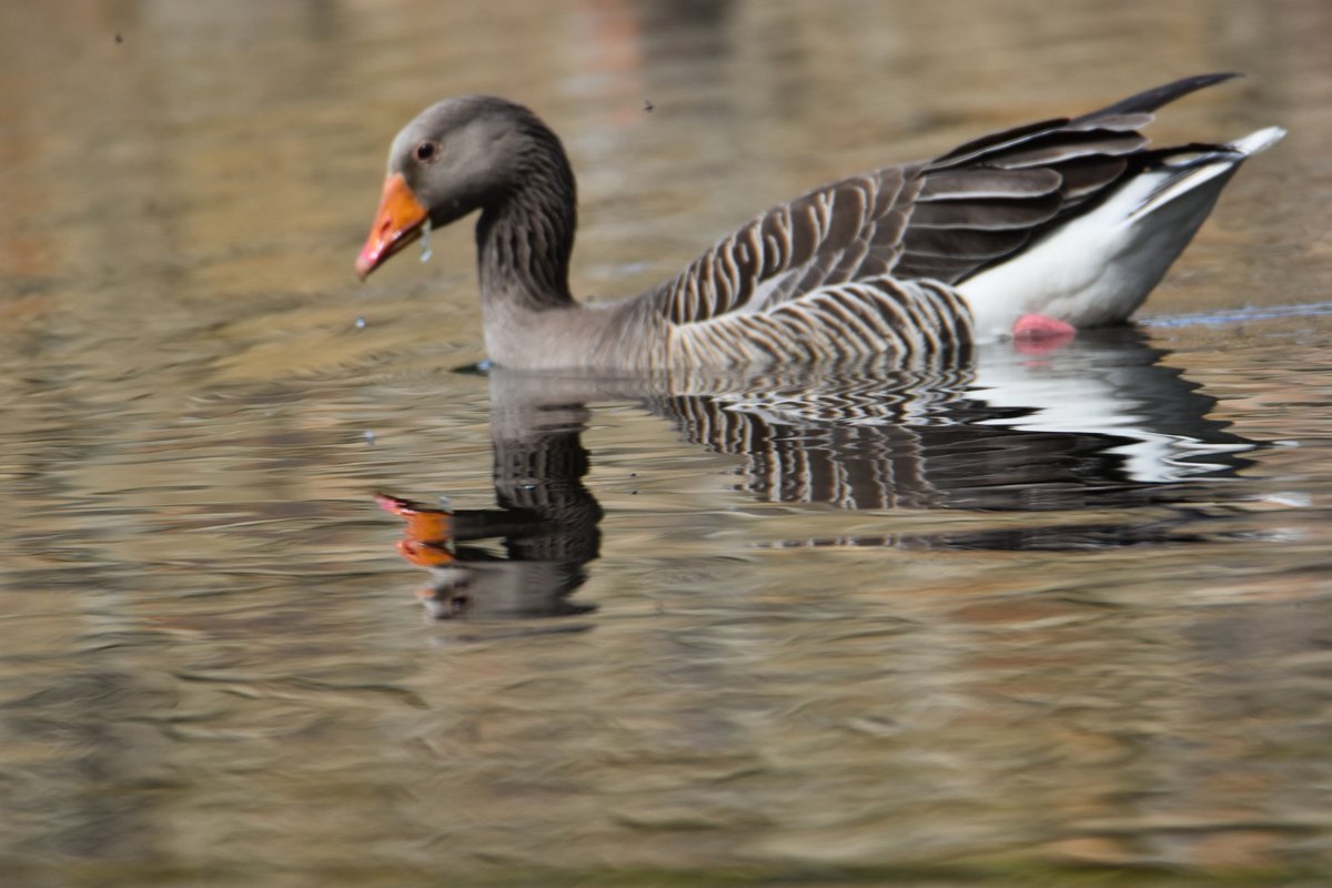 Greylag goose,newtownmountkennedy #wildlife #ThePhotoHour #vmweather #wicklow #Ireland