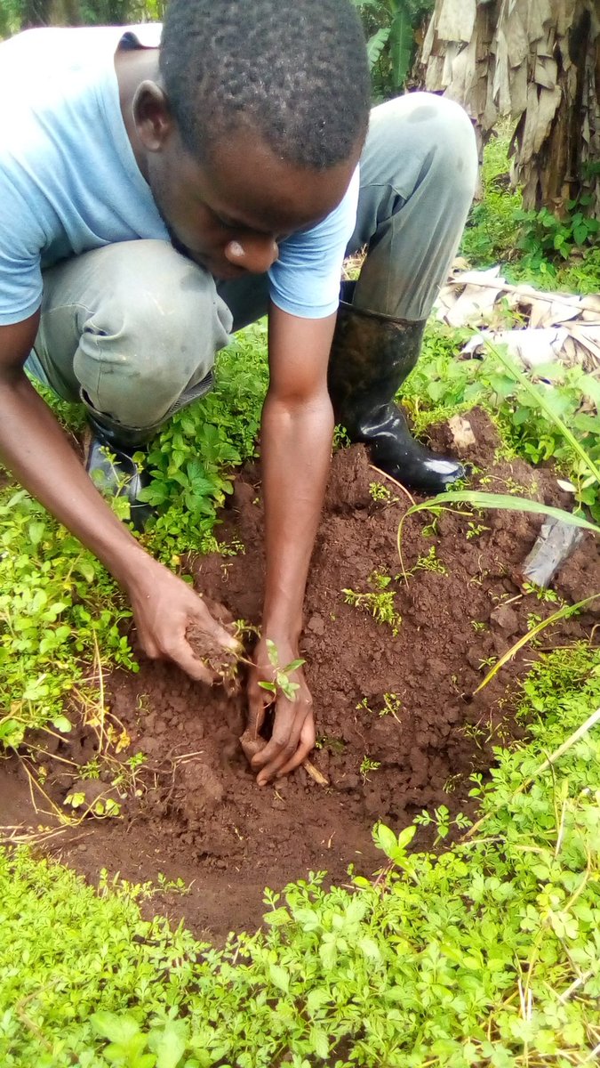 What actions are you taking this week to protect the earth?

Me: Growing and planting more trees

#trees 
#treeman
#green
#greenlife 
#climateaction 
#environment #StopFakeRenewables #ForsestAreNotRenewable 
#VoteYesForClimateJustice
