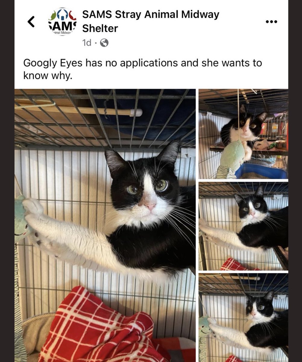 Fishtopher and Friends tweet media