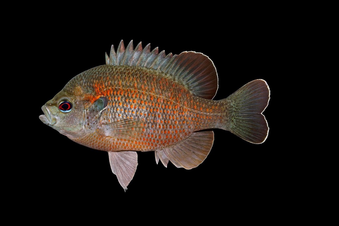 jayhawktiemann's tweet image. On this #EndangeredSpeciesDay on #FishFriday, want to showcase 4 fish projects our group has done to help protect, conserve &amp;amp; restore #EndangeredSpecies. All involved collaborators from multiple agencies - @INHSillinois, @INHSPACELab, @IllinoisDNR

tiemann.inhs.illinois.edu/research/

[1/6]