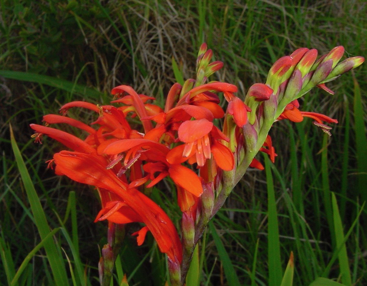 Fernkloof tweet media