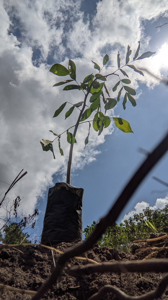 Inachukua Muda mchache kukata mti, lakini inachukua miaka mingi kukuza mti...🌳🌳
Tuitinze miti
#climateactivist 
#pandamtiishikijani