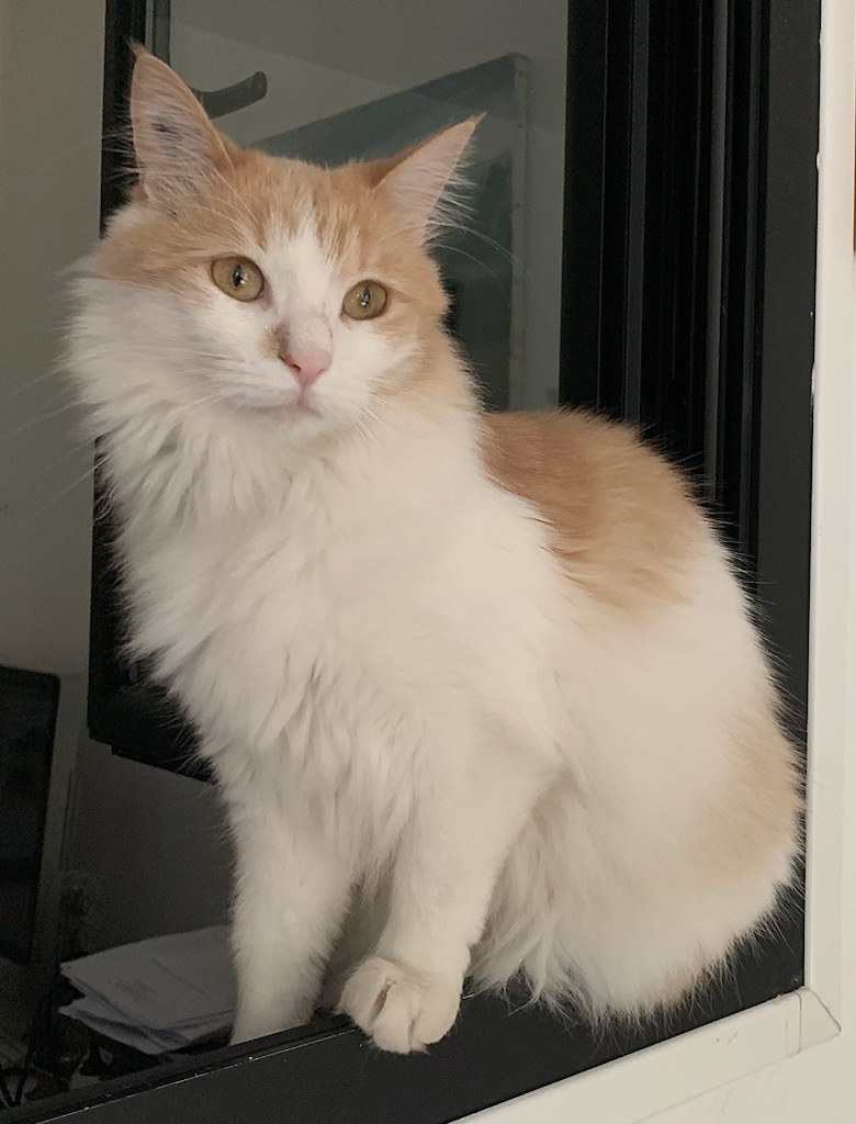ChrisDynPhoto's tweet photo. Twitter toi qui peut faire des miracles peux-tu nous aider à retrouver Bronx en partageant ? 🙏
Il a été perdu le vendredi 12 mai 2023 à Clichy (92) secteur rue Palloy/Allées Léon Gambetta.
Il est tatoué (oreille droite) pucé et stérilisé. Il est un peu craintif. https://t.co/pN1Ze5gbuE