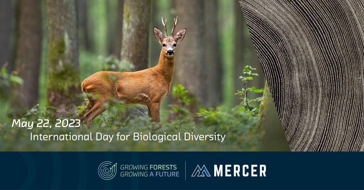 Mercer International Inc. tweet media