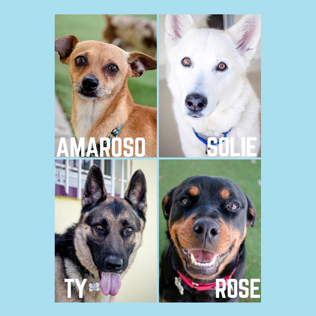 WELL HOT DIGGITY DOGS!  
We have amazing, adorable and adoptable dogs looking for furever homes. 
Tuesday - Saturday 11am-4:30pm
Pet Pal Animal Shelter405 22nd Street South, St. Pete, FL 33712
(727) 328-7738
petpalanimalshelter.com
#adoptdontshop #stpetedogs #rescue #PetPal
