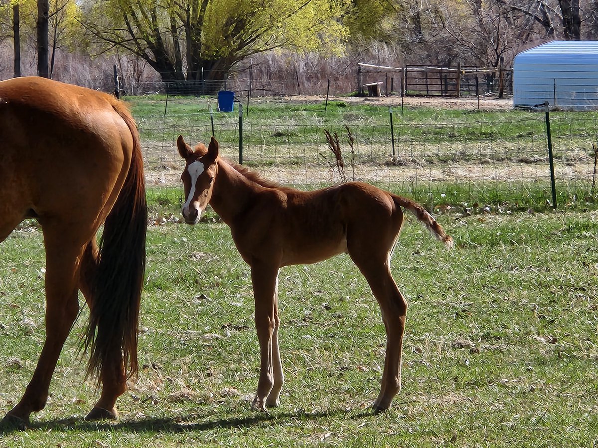 Ran into this little foal on a walk this week.

I'm always somewhat awed by how quickly baby animals are functional. These wobbly little guys are up and walking in minutes or hours, and it took our kids at least 9 months!