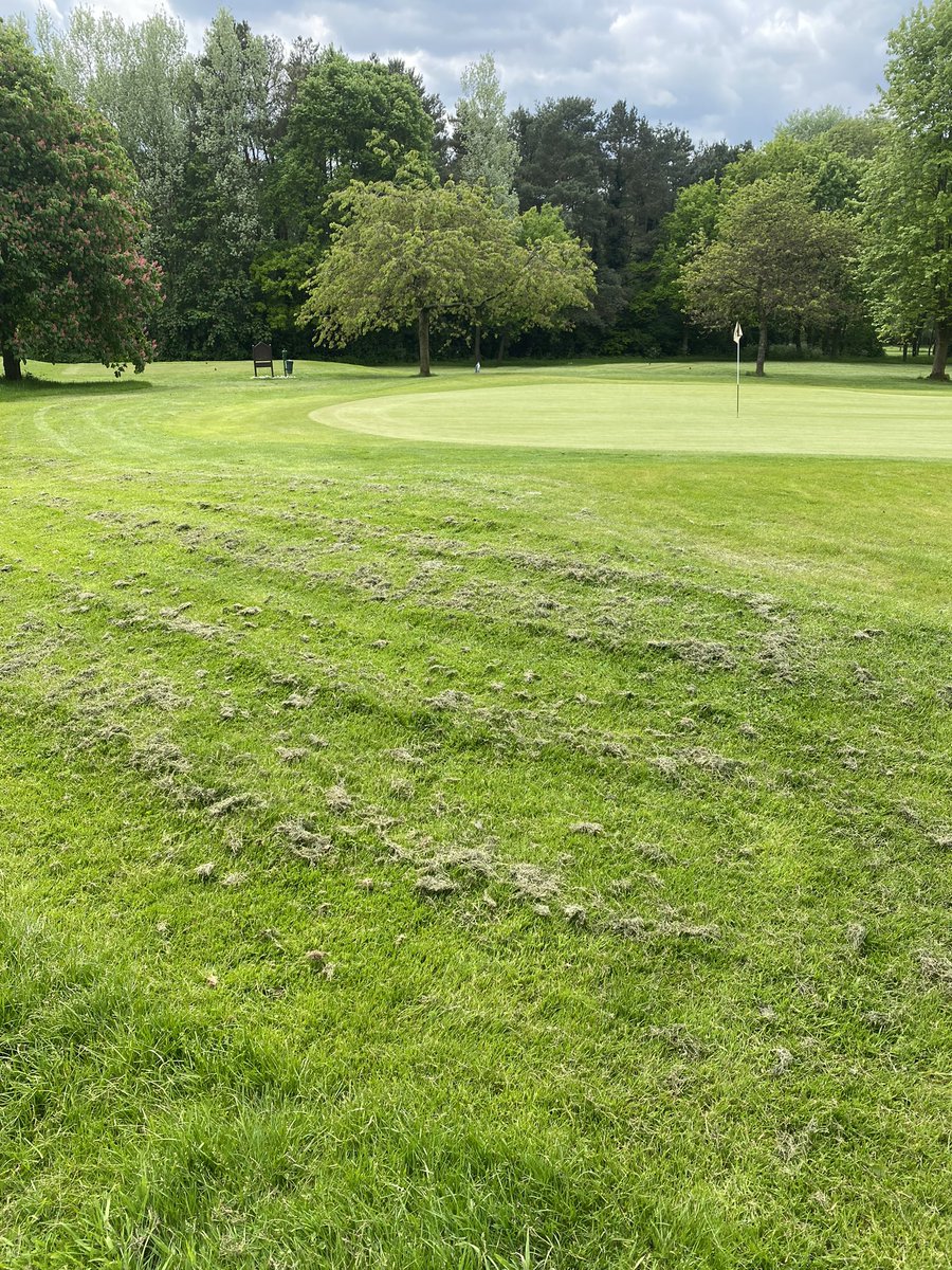 Not looking too shabby out there considering we were on “carry only” last weekend. Four days solid mowing to turn the place around. Even managed to get 10T of dressing out on the greens yesterday 👍 now just to tackle the drop back in the rough 🤦🏻‍♂️