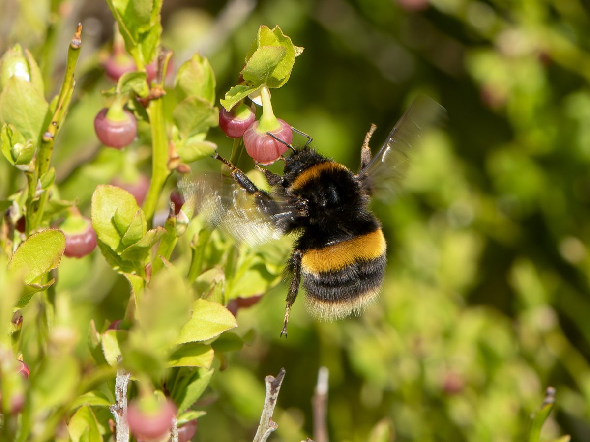 Did you know there are more than 270 species of bee in the UK? Bees are crucial pollinators at Hardcastle Crags, helping our plants to thrive and supporting other wildlife that lives in the woods. #worldbeeday 📸 Anthony, Survey Group Volunteer