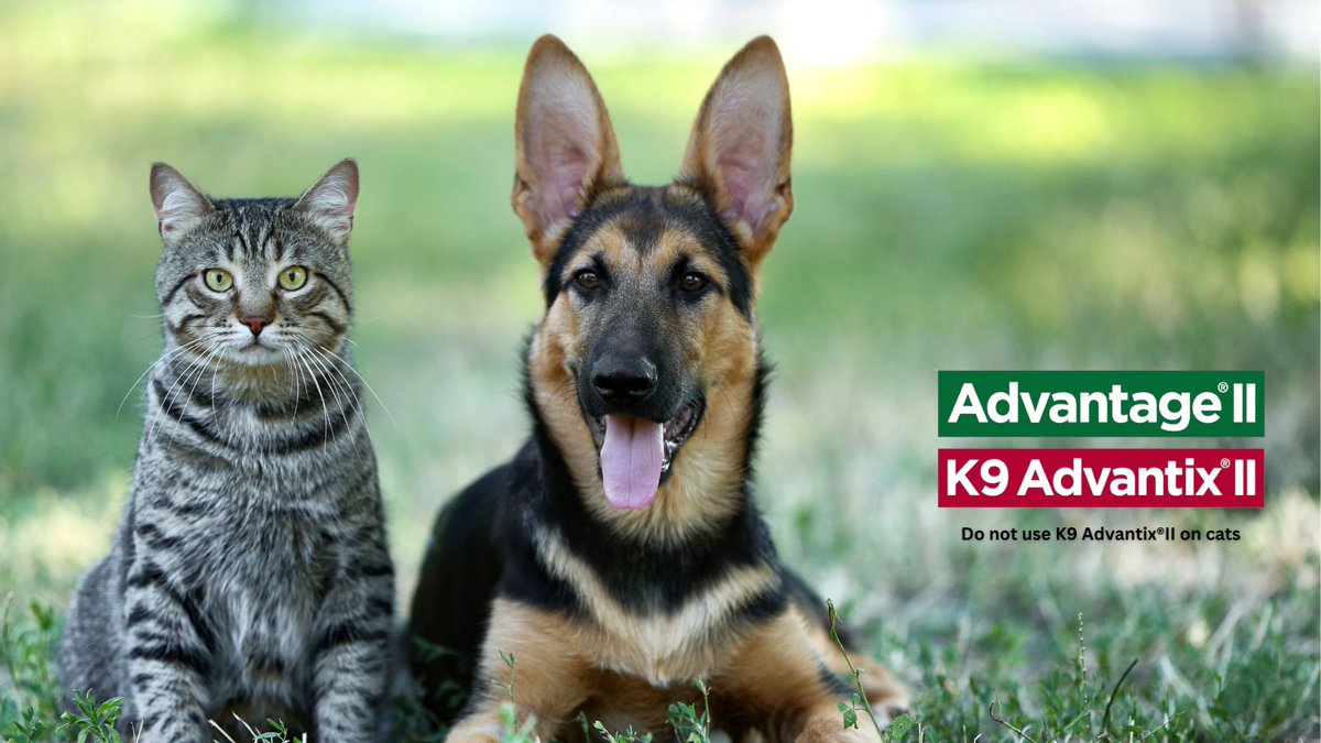 🐾 Attention all pet parents! 🐾

Keep your furry friends safe and protected from those pesky pests with Advantage II and K9 Advantix II, now available at Hello Pets! 🌟✨

#fleaprevention #tickprevention #dogsofhalifax #catsofhalifax #hfxdogs #hfxcats #adventuredog #hellopetshfx