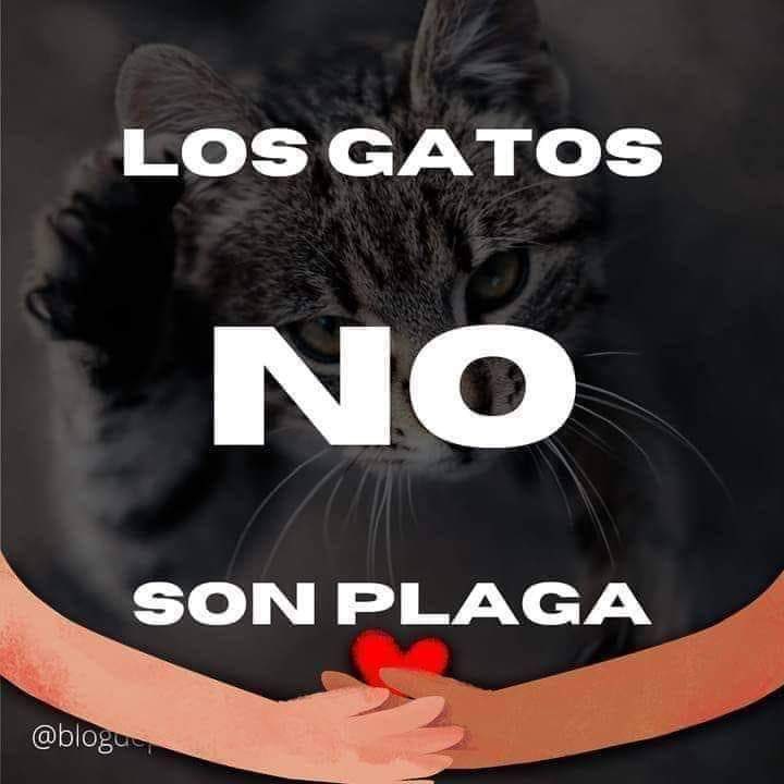 VictoriaLac's tweet image. @EqInvestigacion ha emitido el “El reino de los gatos” donde mediante informaciones falsas y no contratadas y a través d fuentes no especializadas,fomenta el odio a los felinos y en consecuencia el maltrato animal.Exigimos rectificación inmediata
#LosGatosNoSonPlaga
#PalabraDeARA