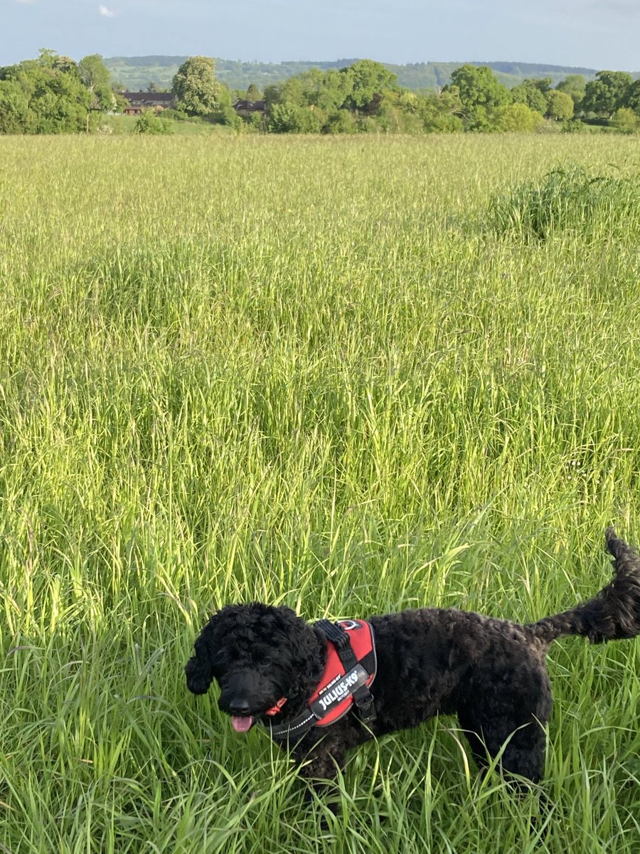 #SomersetMyHappyPlace  Walking 🚶 Poppy the dog after a day in the library 📚 🐾