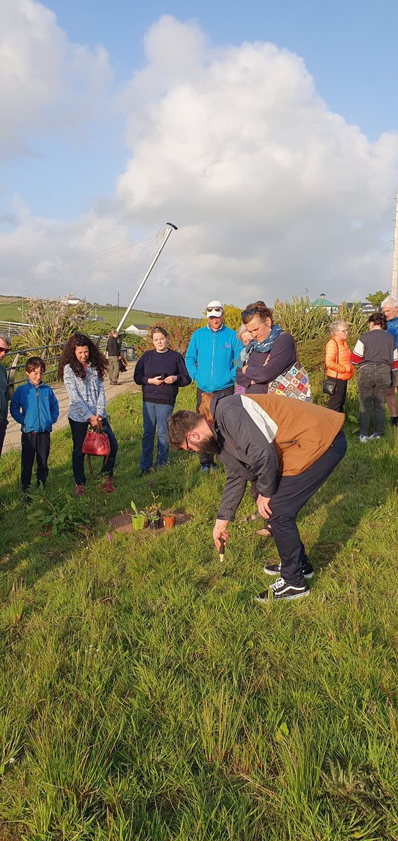 Great Yellow Bumblebee Project tweet media