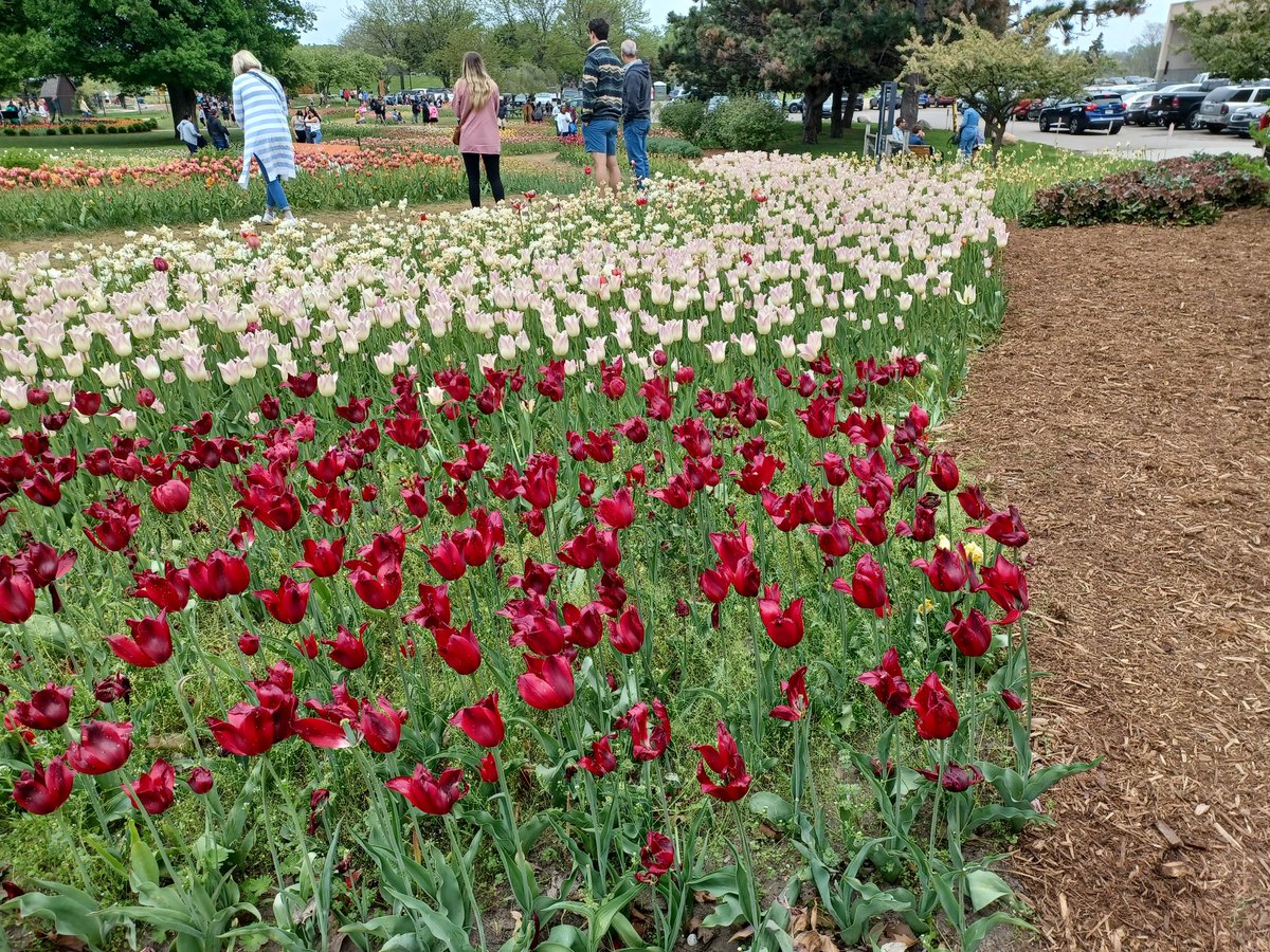 2CynicAl65's tweet photo. Almost forgot:
We spent last weekend spoiling the mothers in our family at the Holland Tulip Festival (Holland,MI). 
Although a lot of the tulips had already peaked, we still had a blast, and there was still a lot of beauty.
#PictureDump
1/4 https://t.co/Itjhug4wjU