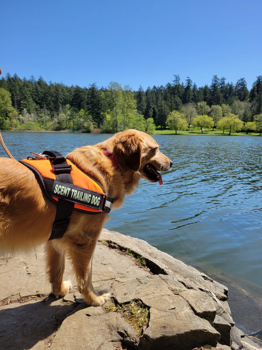 scentevidencek9's tweet photo. Top Ranked Para Triathlete Uses Scent Kit and Trained K9 To Find Missing 89-Year-Old with Dementia! Jessica (Jess) Tuomela and her scent discriminate Golden Retriever, K9 Lucy Bring The Lost Home! #JessicaTuomela #K9Search #ScentKit  https://t.co/T1LoCBUeZU https://t.co/h3A2NMJZ8W