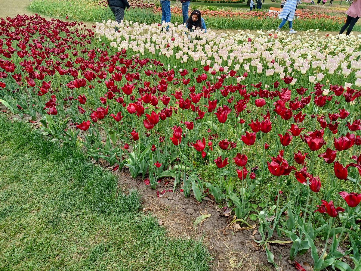 2CynicAl65's tweet photo. Almost forgot:
We spent last weekend spoiling the mothers in our family at the Holland Tulip Festival (Holland,MI). 
Although a lot of the tulips had already peaked, we still had a blast, and there was still a lot of beauty.
#PictureDump
1/4 https://t.co/Itjhug4wjU