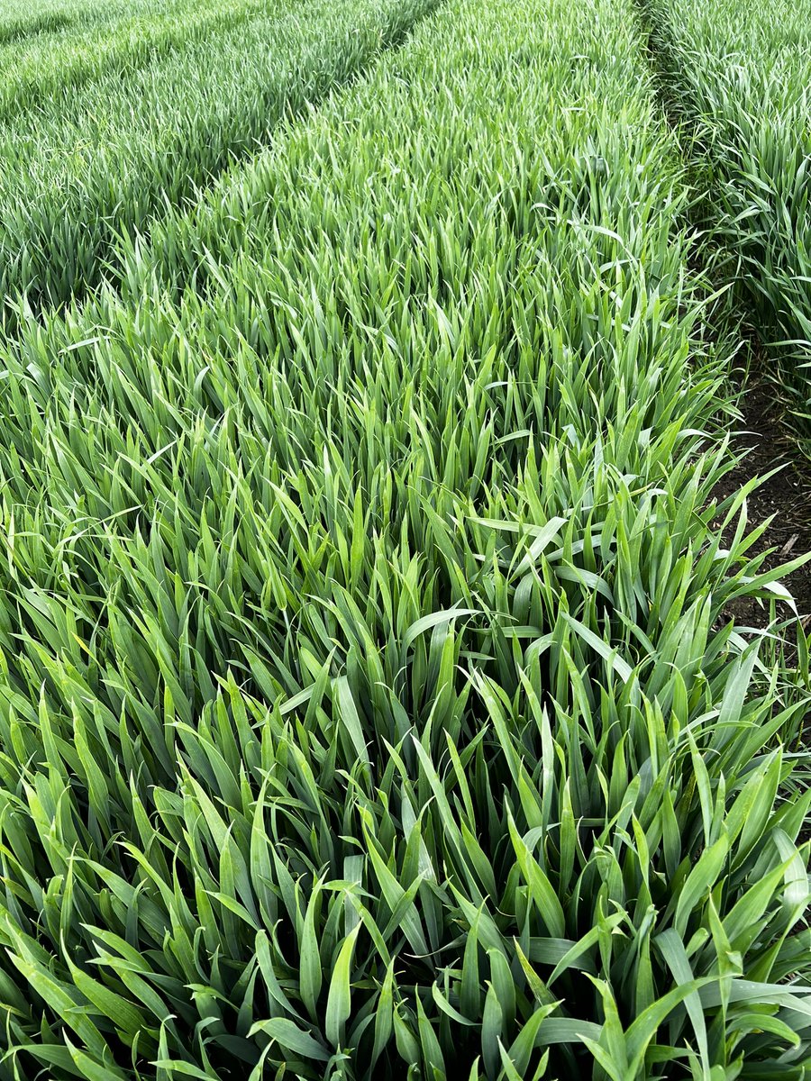 Looking at some untreated plots today, and Fitzroy is now becoming a firm favourite. 
Yellow rust is showing on a few of the plots, but not on this one. 
#Fitzroy #winterwheat #trialplots #agrii #clubhectare