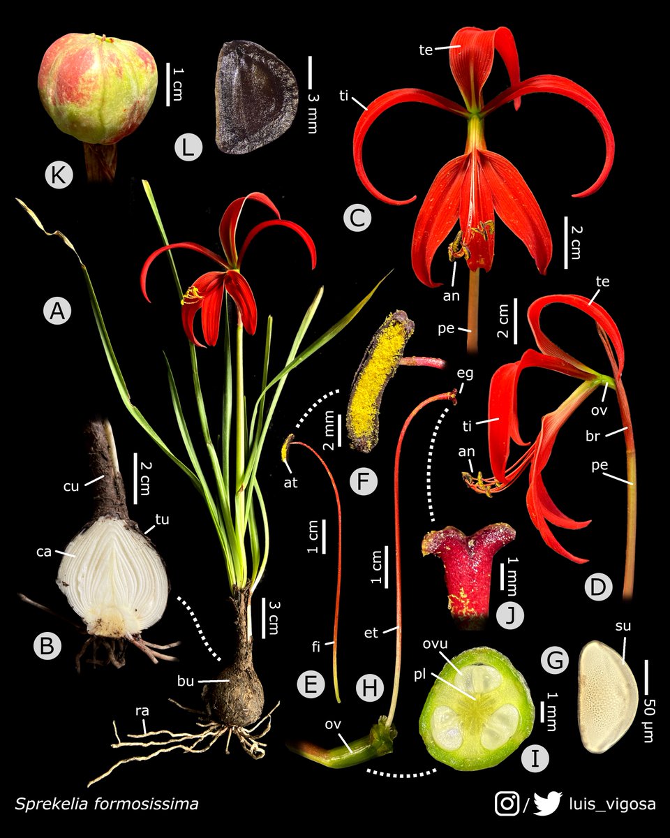 luis_vigosa's tweet photo. Sprekelia formosissima (Amaryllidaceae)
#botany #flowers #taxonomy #plants
Foto del grano de polen por / Pollen grain photograph by Chirstian Valdés (IG: bchristianvi) https://t.co/I6aUhsR1xJ